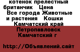 котенок прелестный британчик › Цена ­ 12 000 - Все города Животные и растения » Кошки   . Камчатский край,Петропавловск-Камчатский г.